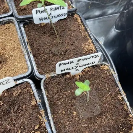 Pink Runtz x Hollywood (Cookies)