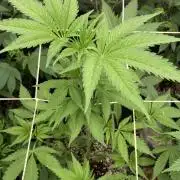 Gas Cream Runtz (LIT FARMS)