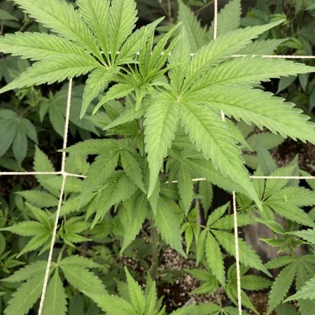 Gas Cream Runtz (LIT FARMS)