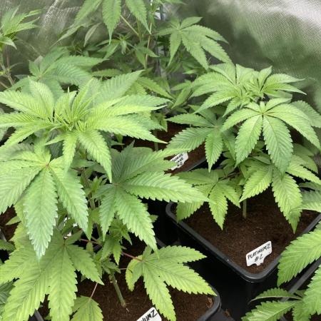 PlatinumZ (In House Genetics)
