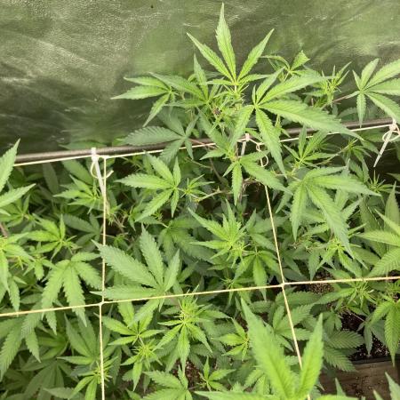 Pora’s Purple CN#6 (Relentless Genetics)