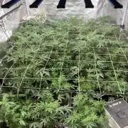 Rainbow Marker Clones (Lit Farms)