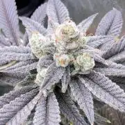 Glazed Pastries Clones (In House Gen)