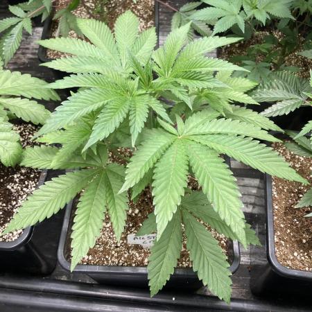 All Starz (LIT FARMS)