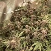 Colorado Nightshifter (Relentless)