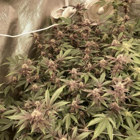 Colorado Nightshifter (Relentless)