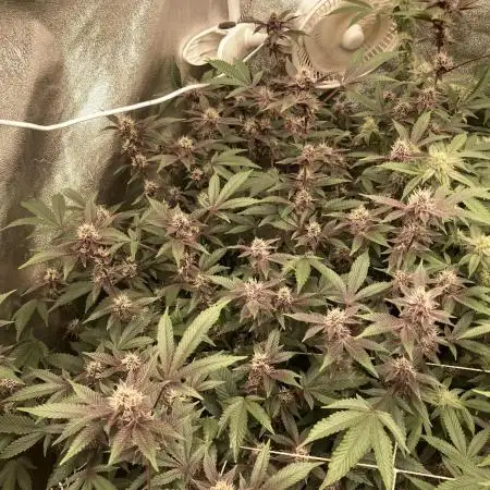 Colorado Nightshifter (Relentless)