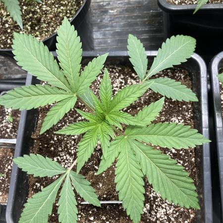 All Starz (LIT FARMS)