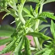BTY47 x Manna Mountain (ttowncultivator)