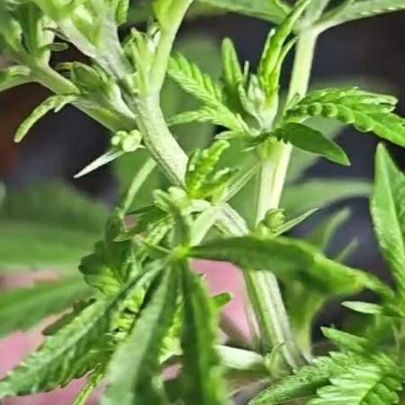 BTY47 x Manna Mountain (ttowncultivator)