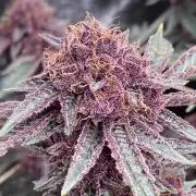 CN#6 Pora’s Purple Clones (Relentless)