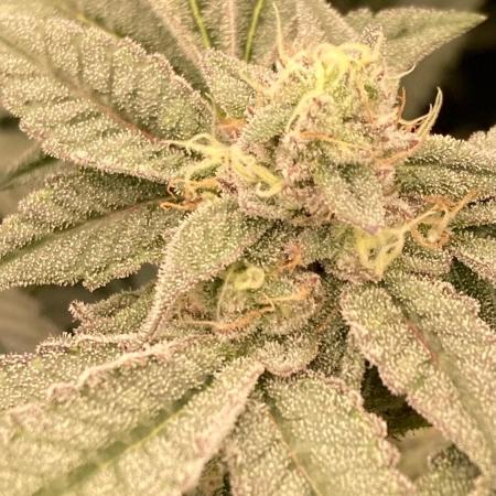 Black Rainbow (LIT Farms)