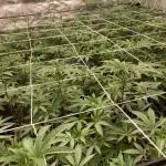 Motor OG #2 Clones (LIT Farms)