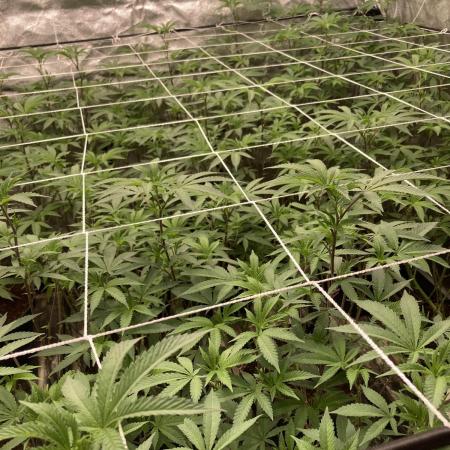 Motor OG #2 Clones (LIT Farms)