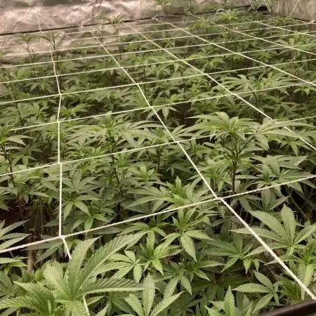 Motor OG #2 Clones (LIT Farms)
