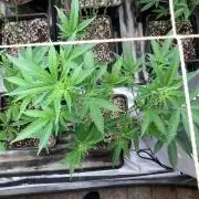 Do-lato V2 (In House Genetics)