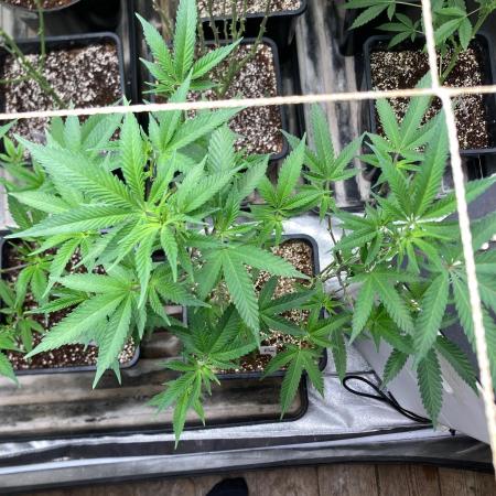 Do-lato V2 (In House Genetics)
