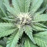 Getting Frosty with the Boys