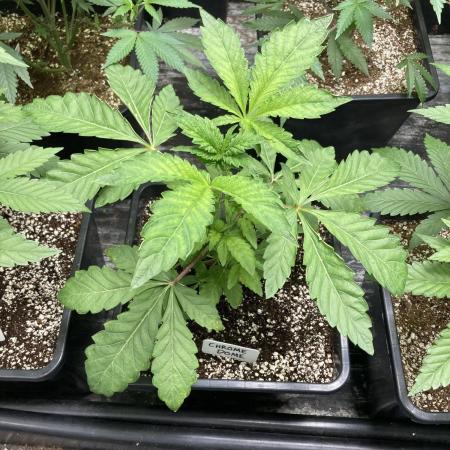 Chrome Dome (Compound Genetics)