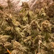 Windu (Wizard Trees)
