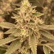 Pineapple Mojito S1