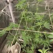 GasQuake (In House Genetics)