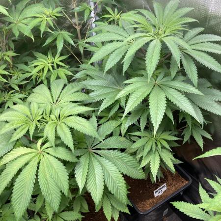 PlatinumZ (In House Genetics)