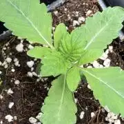 Chrome Dome (Compound Genetics)