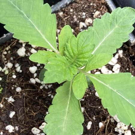 Chrome Dome (Compound Genetics)