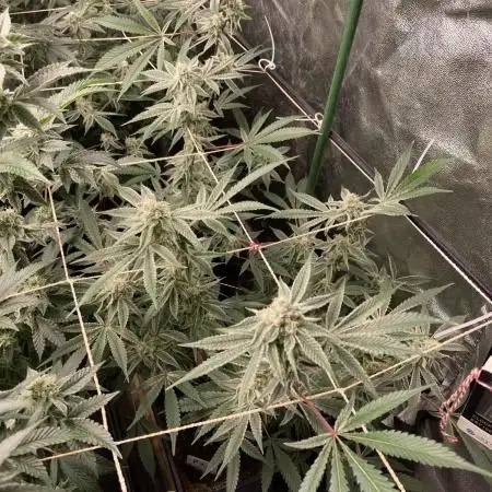 Platinum IX Clone (In House Genetics)