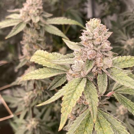Apples & Bananas x Zoda (Umami Seed Co)