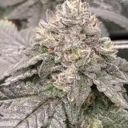 Rainbow Marker Clones (Lit Farms)
