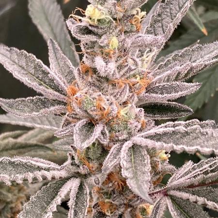 Atomic Jelly#2 (In House Genetics)