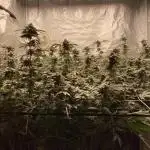 MotorOG#2 Purple/Black Pheno (LIT Farms)