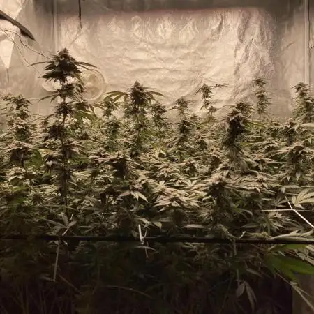 MotorOG#2 Purple/Black Pheno (LIT Farms)