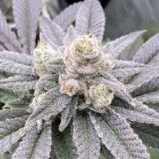 Glazed Pastries Clones (In House Gen)