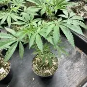 Windu (Wizard Trees)