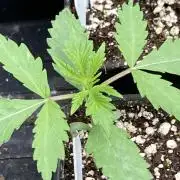 Platinum IX (In House Genetics)