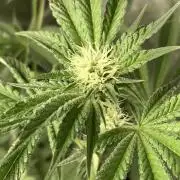 All Starz (LIT FARMS)