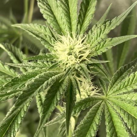 All Starz (LIT FARMS)