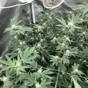 Rainbow Gelato Clones (Wizard Trees)