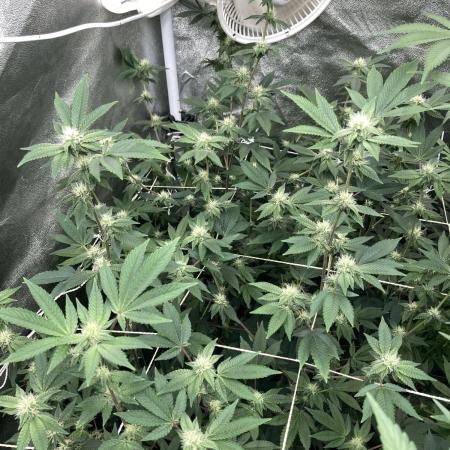 Rainbow Gelato Clones (Wizard Trees)