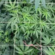 Black Rainbow (LIT Farms)
