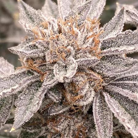 CN#2 Clones (Relentless Genetics)