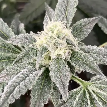 All Starz (LIT FARMS)