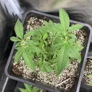 Apples & Bananas x Zoda (Umami Seed Co)