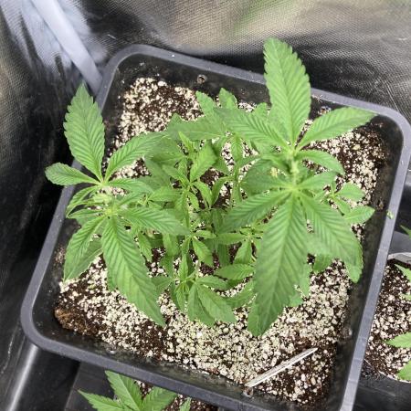 Apples & Bananas x Zoda (Umami Seed Co)