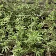 PLATINUMZ#2&3 Clones (In House Genetics)