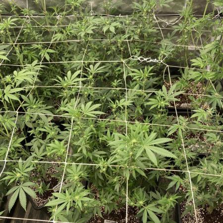 PLATINUMZ#2&3 Clones (In House Genetics)