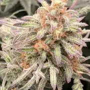 Frosty’s Purple Freak (Khalifa)